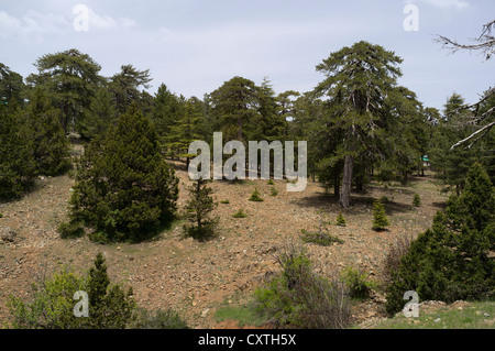 Dh TROODOS CIPRO montagne cipriota alberi forestali Pinus nigra pino nero alberi Foto Stock