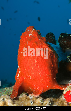 Gigante rosso pesce rana, Antennarius commersonii, North Male Atoll, Maldive Foto Stock