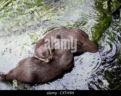 Riproduzione di lontre di fiume Foto Stock