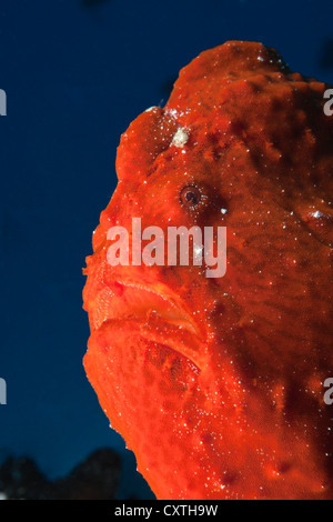 Gigante rosso pesce rana, Antennarius commersonii, North Male Atoll, Maldive Foto Stock