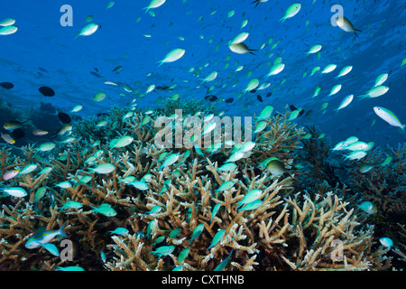 Secca di Chromis sulla barriera corallina, Chromis atripectoralis, Thaa Atoll, Maldive Foto Stock