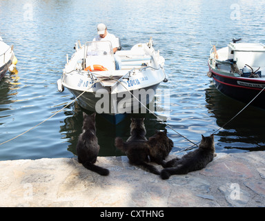 Gruppo di gatti attendono l'arrivo di una barca da pesca nel lago salato a Agios Nikolaos Creta Grecia Foto Stock