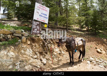 dh TROODOS CIPRO Cypriot montagne cavalli per noleggio pony ride segno cavallo Foto Stock