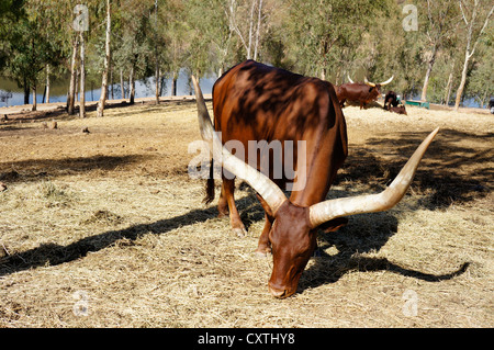 Il Ankole-Watusi presso La Reserva Sevilla El Castillo De Las Guardas il parco safari di Siviglia, in Andalusia, Spagna Foto Stock