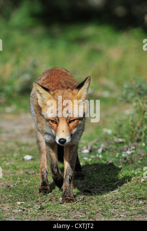 Red Fox (Vulpes vulpes vulpes) rovistando nel bosco in autunno Foto Stock