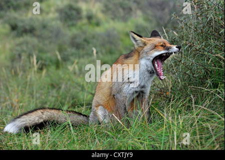 Sleepy Red Fox (Vulpes vulpes vulpes) seduto e sbadigli nel canneto in autunno Foto Stock