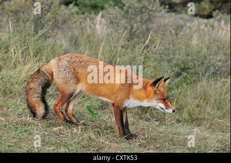 Red Fox (Vulpes vulpes vulpes) stalking preda nel canneto a bordo della foresta in autunno Foto Stock