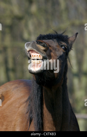 Pony Foto Stock