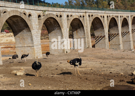 Comunicazione turistica a uno struzzo in zoo a La Reserva Sevilla El Castillo De Las Guardas, Spagna Foto Stock