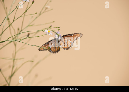 Farfalla monarca, parco nazionale di Big Bend, Texas. Foto Stock