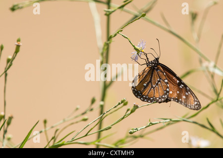 Farfalla monarca, parco nazionale di Big Bend, Texas. Foto Stock