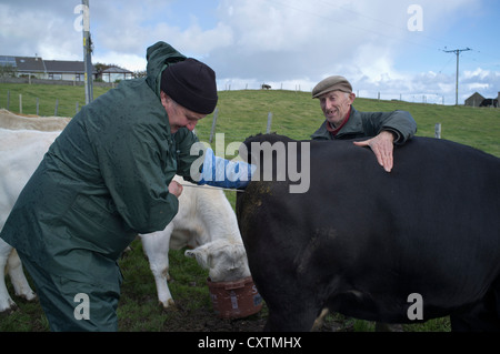 dh Inseminazione artificiale COLTIVARE UK coltivatore scozzese inseminare una carne bovina Mucca scozia bovini ai mucche 2 persone Foto Stock