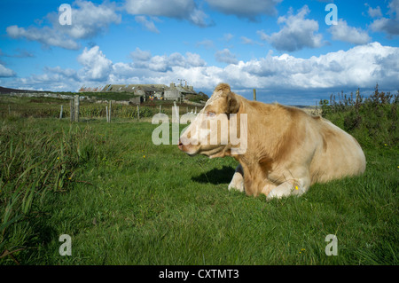 dh MUCCA UK mucca seduta in campo croft cottage fattoria Wyre Orkney bovini scozia Foto Stock