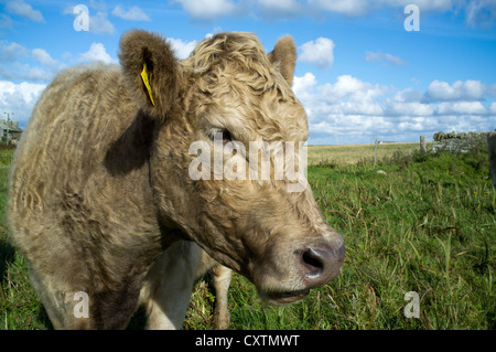 Dh allevamento della vacca pazza nel campo Wyre Orkney bestiame close up vacche di manzo Foto Stock