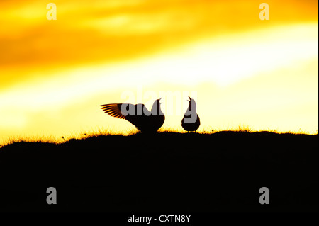 Grande stercorari, Stercorarius skua, Unst, a midsummer sunset, isole Shetland, Scozia Foto Stock