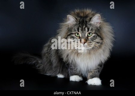 Siberiano Black Tiger con bianco gatto maschio su sfondo nero Foto Stock