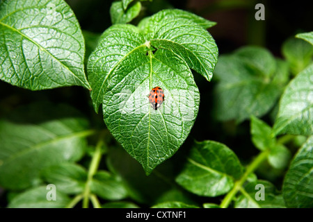 Solo di colore rosso brillante spotted coccinella su una foglia verde Foto Stock