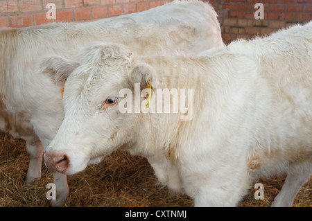 La Zafra Bovini (Feria Internacional Ganadera) equa a livello internazionale fiera del bestiame a Zafra, Badajoz, Spagna Foto Stock