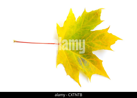 Autunno Foglia di acero isolato su sfondo bianco Foto Stock