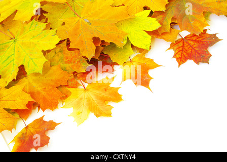 Autunno Maple Leafs isolato su un bianco Foto Stock