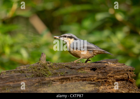 Eurasian picchio muratore Foto Stock