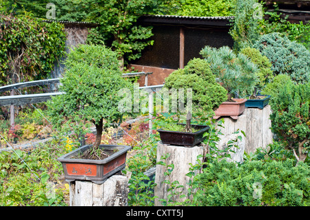 Alberi di Bonsai in vaso per la vendita Foto Stock