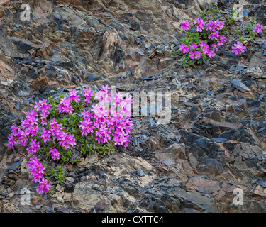 Il Parco nazionale di Olympic, WA: Cliff dwarf-primrose o douglasia liscia (Douglasia laevigata) fiorire su un astragalo di pendenza. Foto Stock