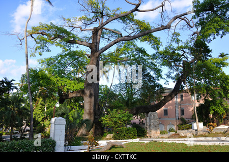 Grande albero nel centro di Nassau, Bahamas Foto Stock