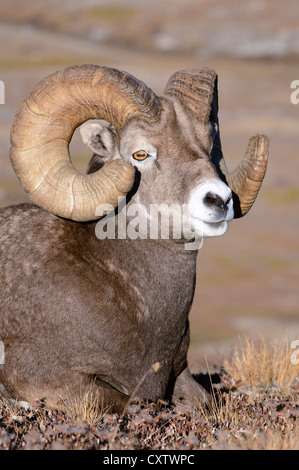 Un Bighorn Ram con un pieno curl - Ovis canadensis - Northern Rockies Foto Stock