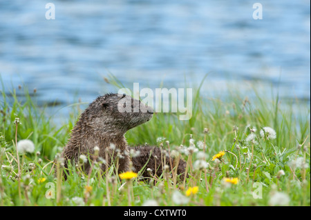 Lontra di fiume poggia su una banca erbosa - Lutra canadensis - Northern Rockies Foto Stock