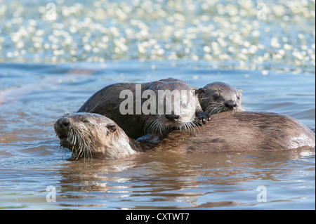 Lontra di fiume cuccioli salire sul retro della loro madre, Northern Rockies Foto Stock