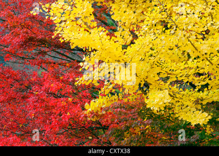 Autunno colori Foglia di acero giapponese e Gingko albero dal lago Sai-ko Giappone Foto Stock