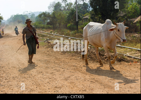 Uomo che porta bestiame zebu all'asta a Heho, Myanmar, Birmania Foto Stock