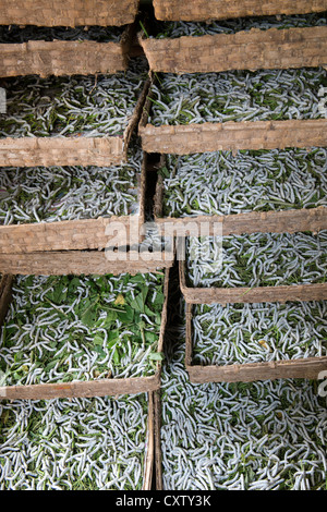 Allevamento dei bachi da seta in un villaggio indiano house. Andhra Pradesh, India Foto Stock