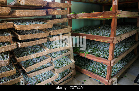 Allevamento dei bachi da seta in un villaggio indiano house. Andhra Pradesh, India Foto Stock