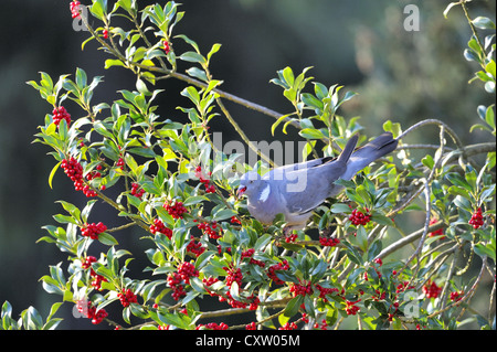 Comune Piccione di legno - Europeo il Colombaccio ( Columba palumbus - Columba palumba) alimentazione su bacche di agrifoglio Foto Stock