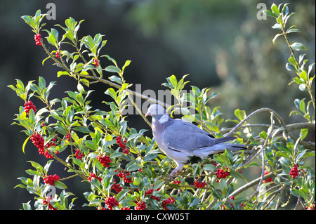 Comune Piccione di legno - Europeo il Colombaccio ( Columba palumbus - Columba palumba) alimentazione su bacche di agrifoglio Foto Stock