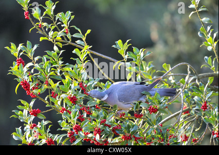 Comune Piccione di legno - Europeo il Colombaccio ( Columba palumbus - Columba palumba) alimentazione su bacche di agrifoglio Foto Stock