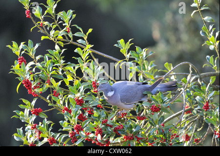 Comune Piccione di legno - Europeo il Colombaccio ( Columba palumbus - Columba palumba) alimentazione su bacche di agrifoglio Foto Stock