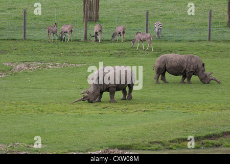 2 femmina di rinoceronte bianco Ceratotherium simum simum 5 Nyala Tragelaphus angasii 1 Hartmans mountain zebra Equus zebra hartmannae Foto Stock