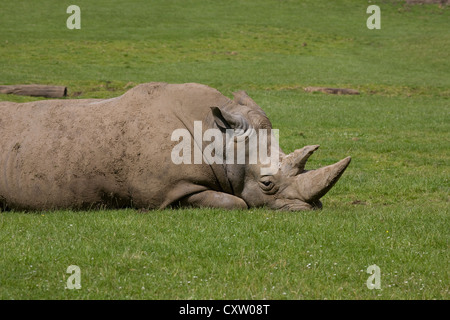 Maschio di rinoceronte bianco, Ceratotherium simum simum, sdraiati sull'erba nel contenitore in corrispondenza di Marwell zoo Foto Stock