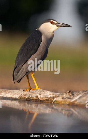 Close-up di un adulto nitticora (Nycticorax nycticorax) in piedi su un parzialmente sommerso log Foto Stock