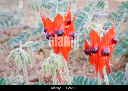 Raro avvistamento di Sturts deserto Pea in fiore. Foto Stock