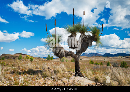 Antico albero di erba in colline di Flinders Ranges. Foto Stock