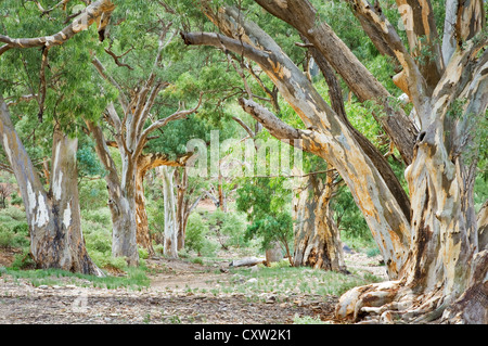 Vicolo del Fiume Red Gums ad un letto asciutto del torrente. Foto Stock
