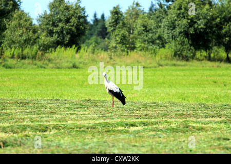 Stork (Ciconia ciconia) camminando sul prato Foto Stock