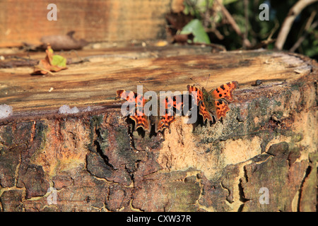 Virgola farfalle (polygonia-c-album) di appoggio Foto Stock