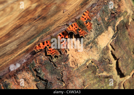 Virgola farfalle (polygonia- c-album) di appoggio. Foto Stock