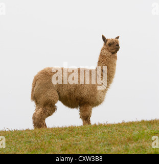 Alpaca in profilo in piedi sullo sfondo chiaro Foto Stock