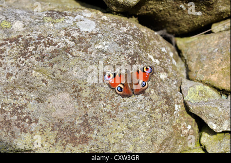 Farfalla pavone (Inachis io) REGNO UNITO Foto Stock